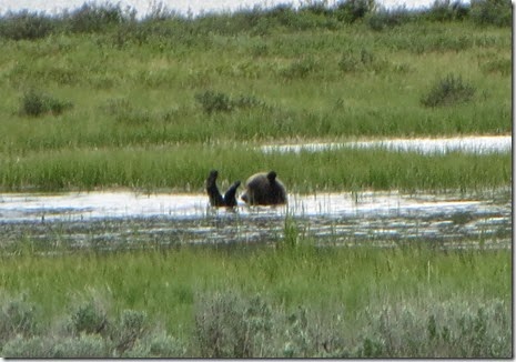 Black Bear