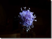 scabious experiment