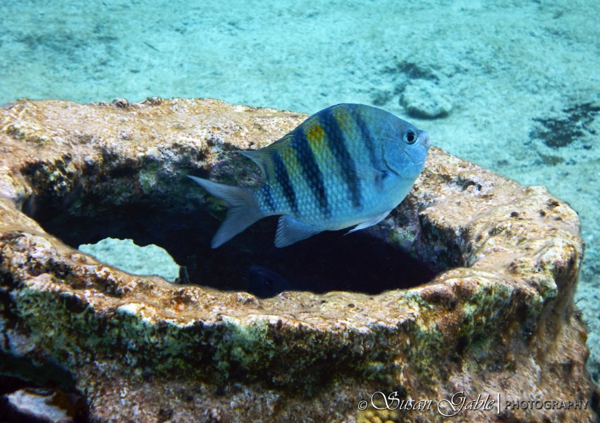 Cozumel 5473