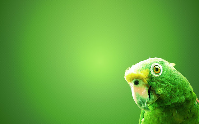 Green parrot