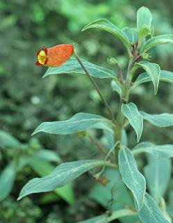 Seemannia sylvatica - Gloxinia sylvatica 