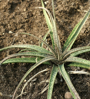 Aloe bellatula - Guillauminia bellatula