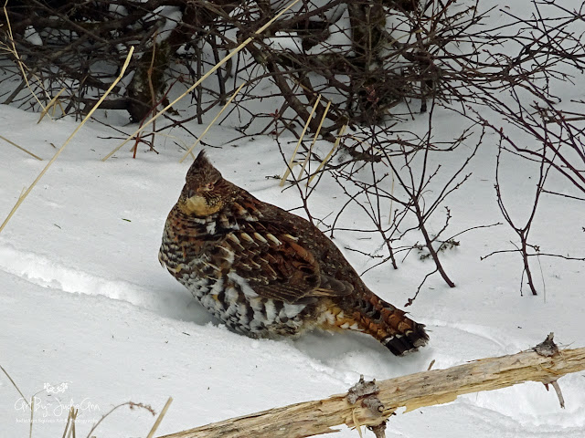 Ruffed Grouse 7