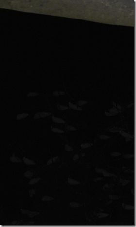 DSCF2039