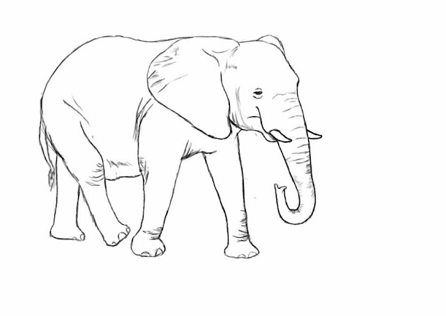 Elephant Coloring Cartoon Drawing Free wallpaper