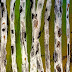Aspen Tree Painting, Aspen Trees, Summer Sale "SAPLINGS ON ...III"
by Colorado Contemporary Landscape Artist Kimberly Conrad