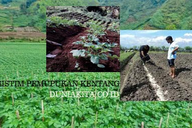 Sistim Pemupukan Tanaman Kentang Untuk Hasil Yang Maksimal