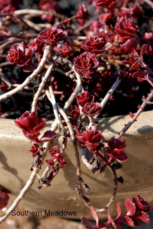 Dragon S Blood The Bees