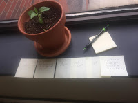 Clay pot with small plant, sitting on a windowsill