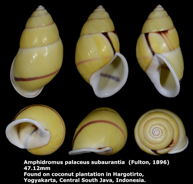 Amphidromus palaceus subaurantia 47.12mm