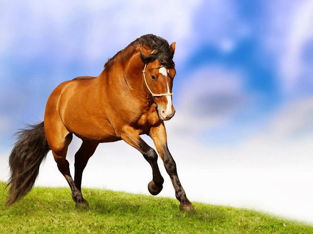 Brown Horse Wallpapers