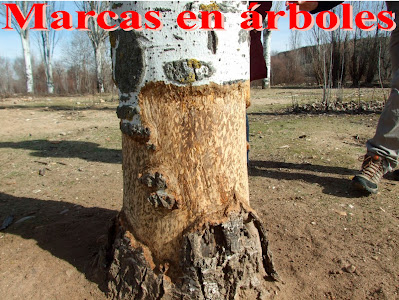 Marcas en árboles