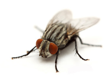 Close up of a common house fly (Musca domestica). House Flies have big red eyes, translucent wings, and are grayish-brown with four large stripes running parallel down their bodies. .