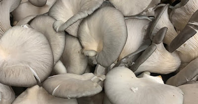 Oyster mushroom contract farming in Jalna