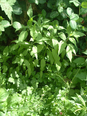 Young Jerusalem artichoke plants growing