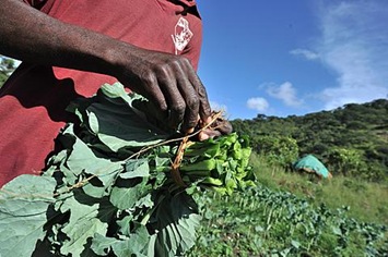 afpZimbabweFarmer10apr2012-resizedpx480q100dpi96shp8