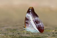 Limenitis dudu