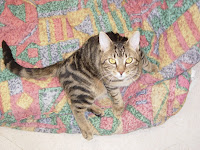 Short haired tabby cat