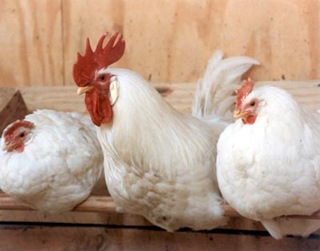 chickens021