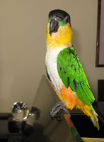 Caique Bird