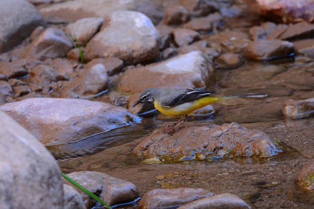 Motacilla cinerea - B. des ruisseaux