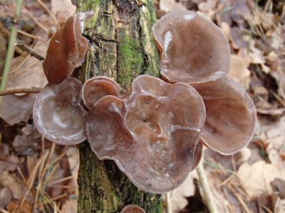 Uszak bzowy Auricularia auricula-judae