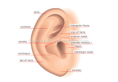 Simple ear diagrams | Ear diagram with labels | Inner ear diagram
