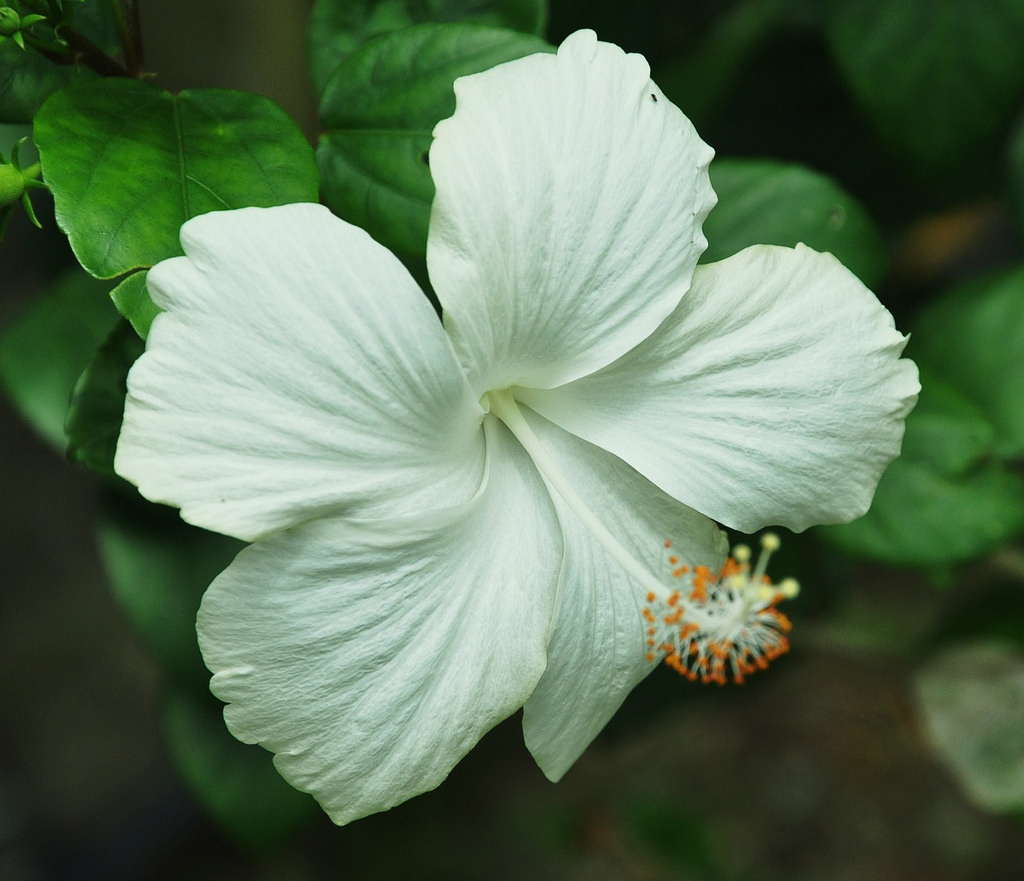SUBHANALLAH Inilah 3 Khasiat Bunga Raya Putih Yang Perlu 