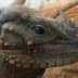 5 Fakta Unik Rhinoceros Iguana, Spesies Reptil dengan Sifat Soliter!