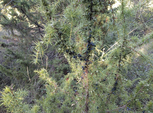 Enebro con Gálbulas