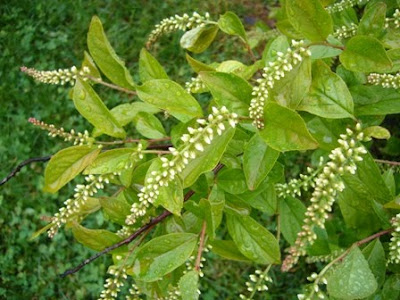 itea virginica at 2 Green Acres