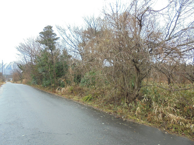 牧場の手前の道で後ろを見ると大山が見えます