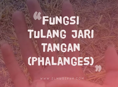 Fungsi Tulang Jari Tangan Manusia