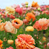 Gorgeous Poppies, Much Ado About Mulch