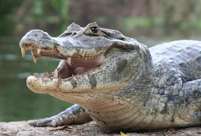 Arti Mimpi Melihat, Mengejar dan Di Gigit Buaya