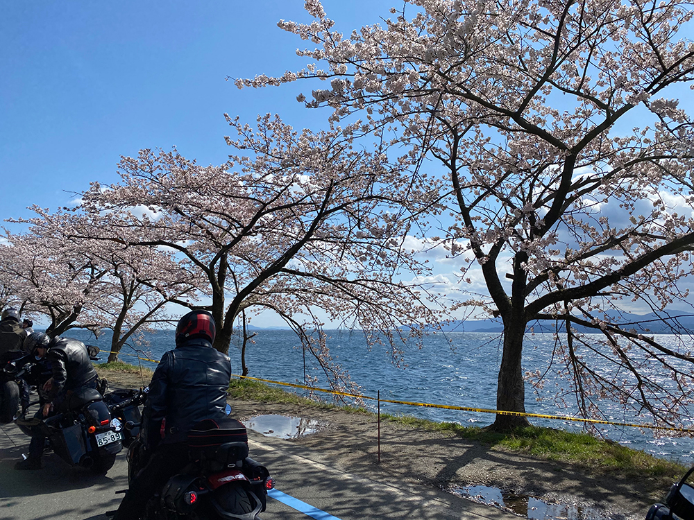 琵琶湖の海津大崎の桜並木