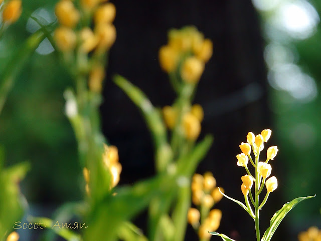 Cephalanthera falcata