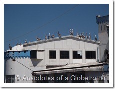 Pelicans on top of building
