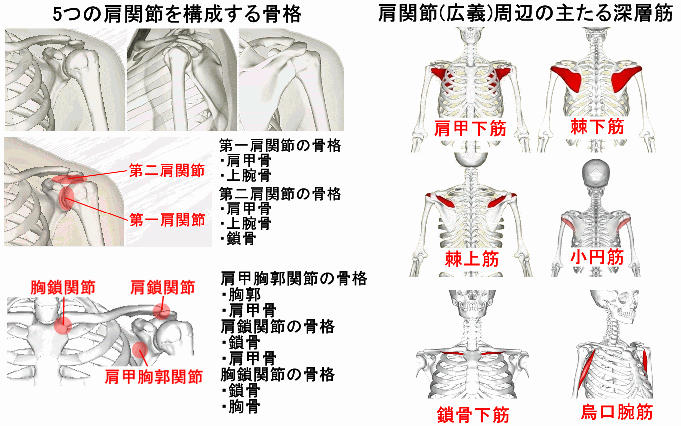 鎖骨下筋の構造 作用と鍛え方 筋力トレーニング 公式 公益社団法人 日本パワーリフティング協会