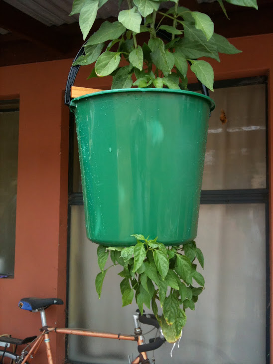Hanging Tubs Doing Well