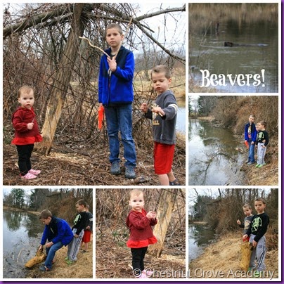beavers