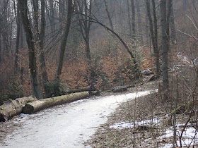 Ojcowski Park Narodowy, Dolina Sąspowska, grzyby 2019, grzyby zimowe, grzyby w Ojcowie