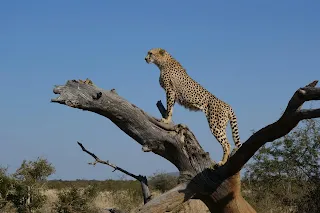 Cheetah