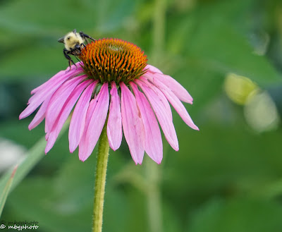 Purple Coneflower with a Bee