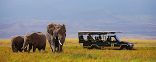 best Tanzania wildlife adventure