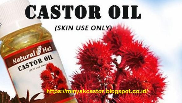 Beli Castor Oil, Minyak Jarak Asli, Castrol Oil Di Apotik