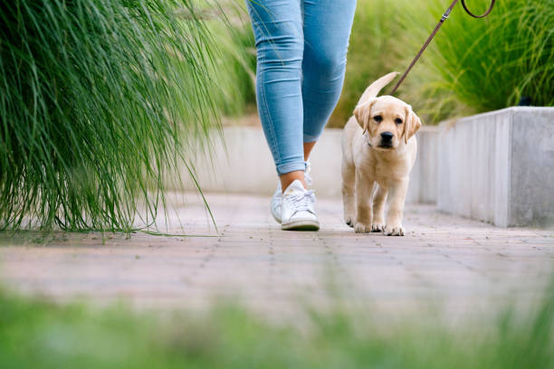 Doença canina que pode causar meningite , foi detectada pela primeira vez no Reino Unido