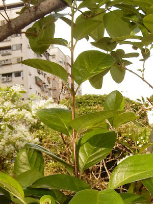 流蘇樹的葉序