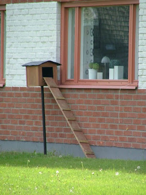 cat on ladder