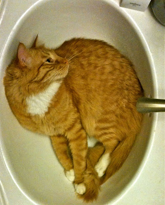 a cat curled up in a bathroom sink